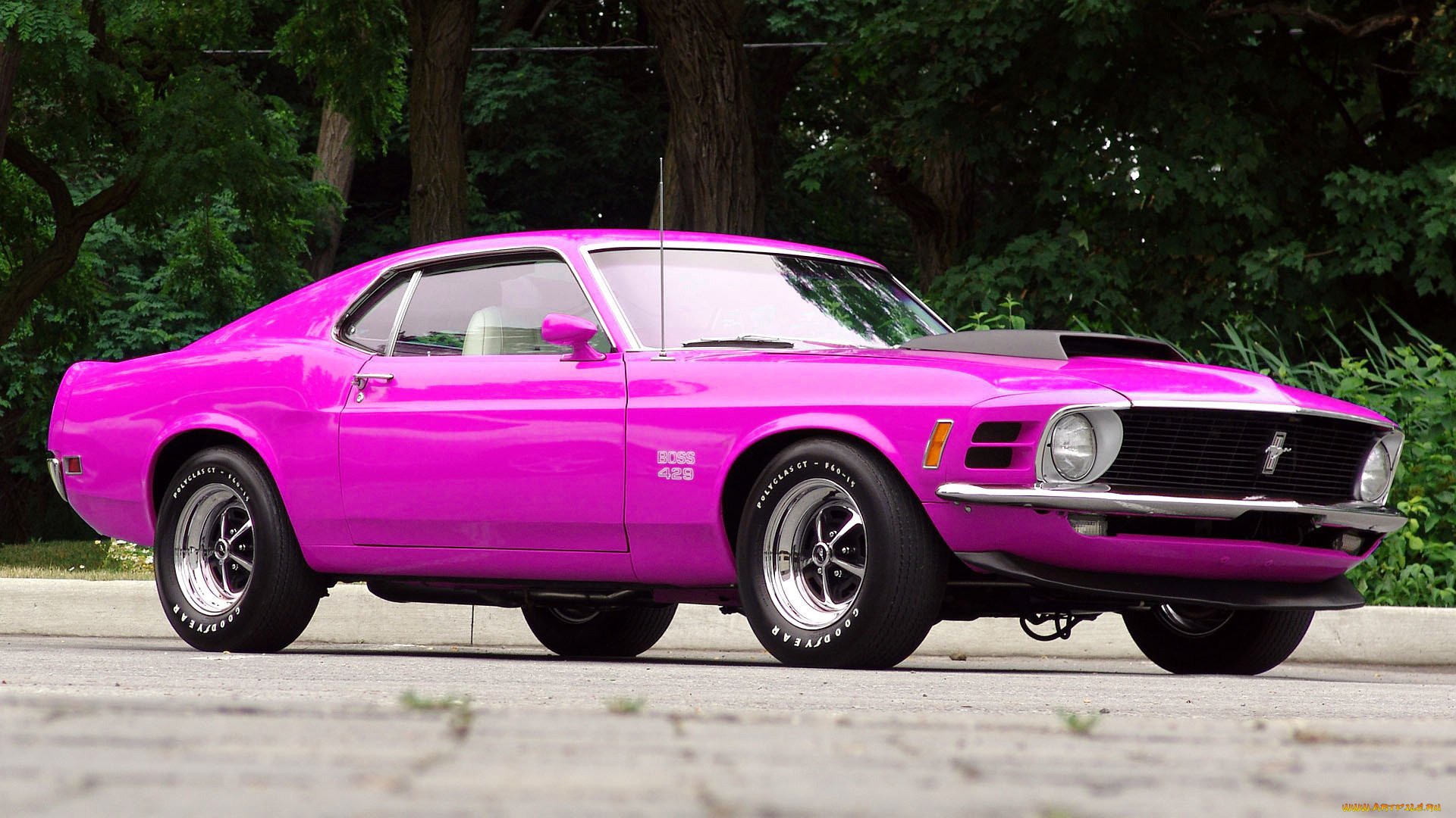 , mustang